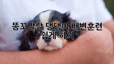 똥꼬발랄 댕댕이, 배변훈련 쉽게 하기!